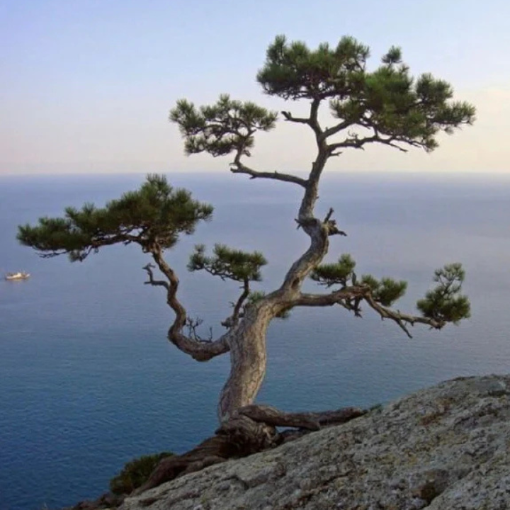 【LIMITED EDITION】Reciria 松の薬膳ジン 500ml