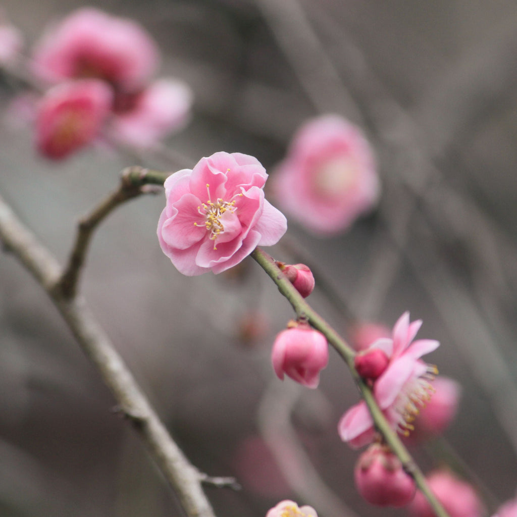 【SEASONAL EDITION】BAIEN(梅園) 500ml ※お一人様2本まで