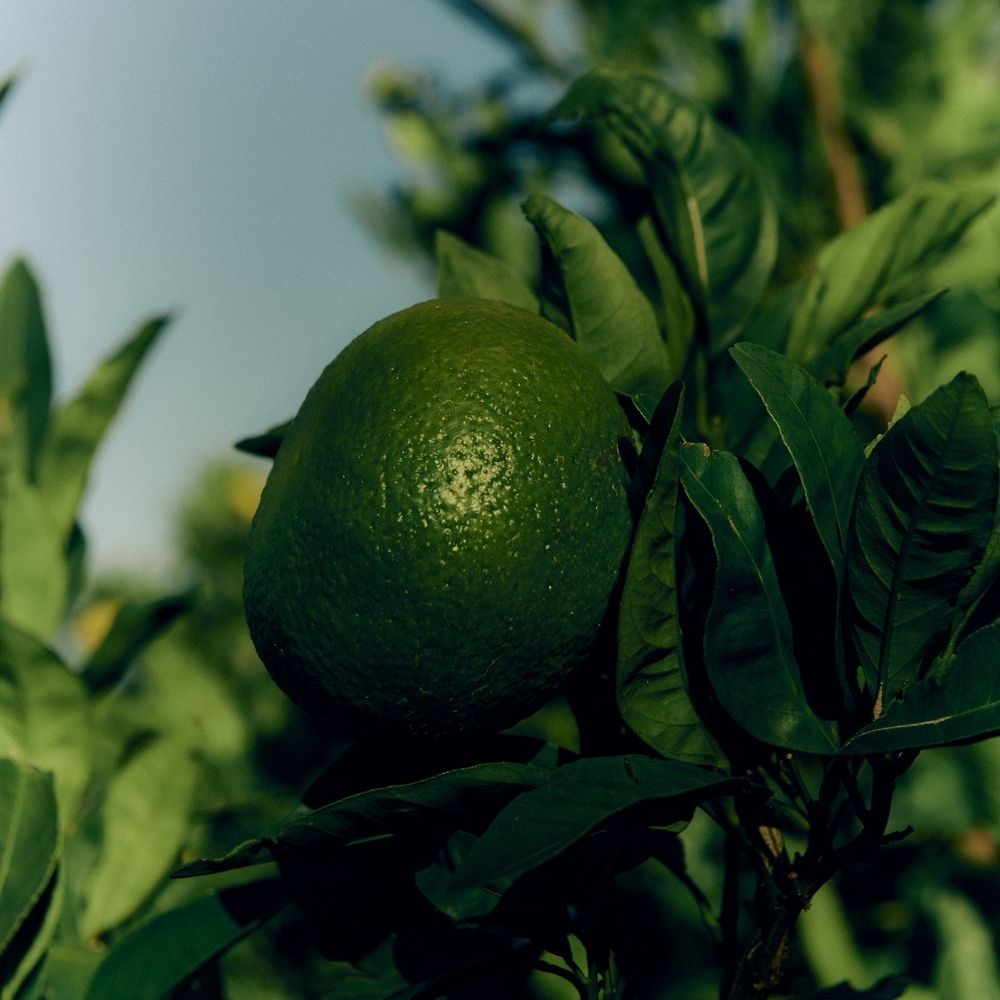 【SEASONAL EDITION】AODAIDAI(青橙) 500ml