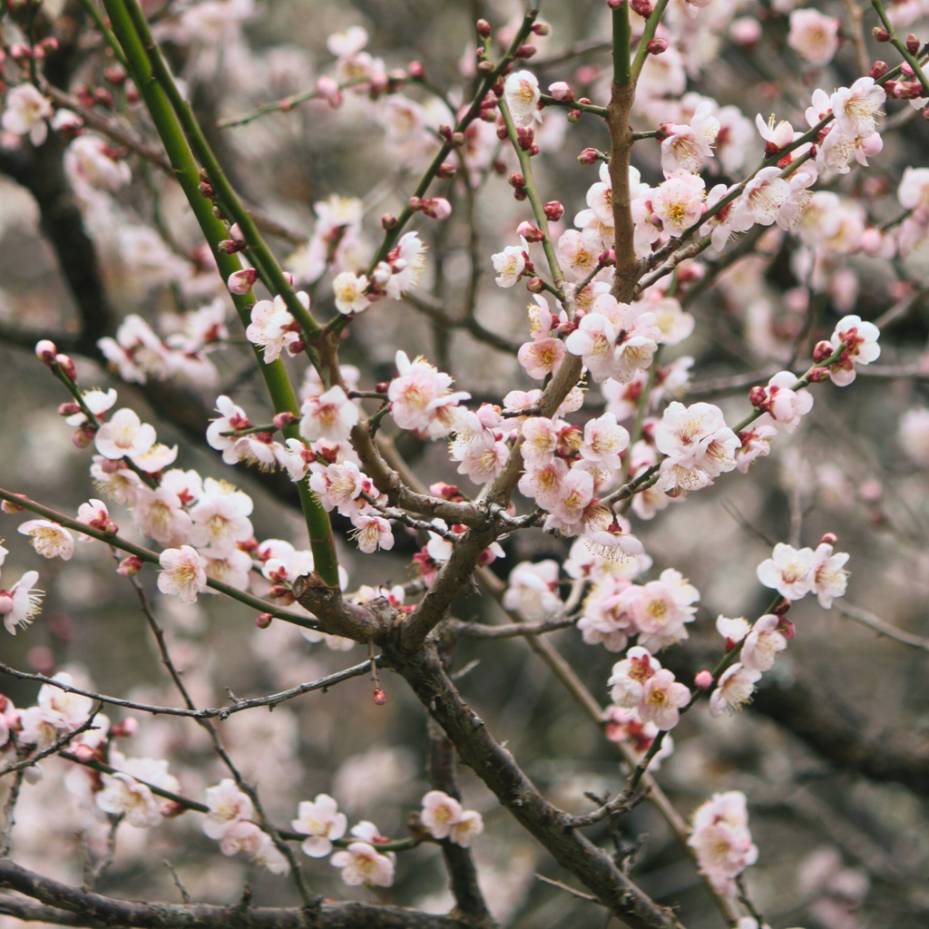 【SEASONAL EDITION】BAIEN(梅園) 500ml ※お一人様2本まで